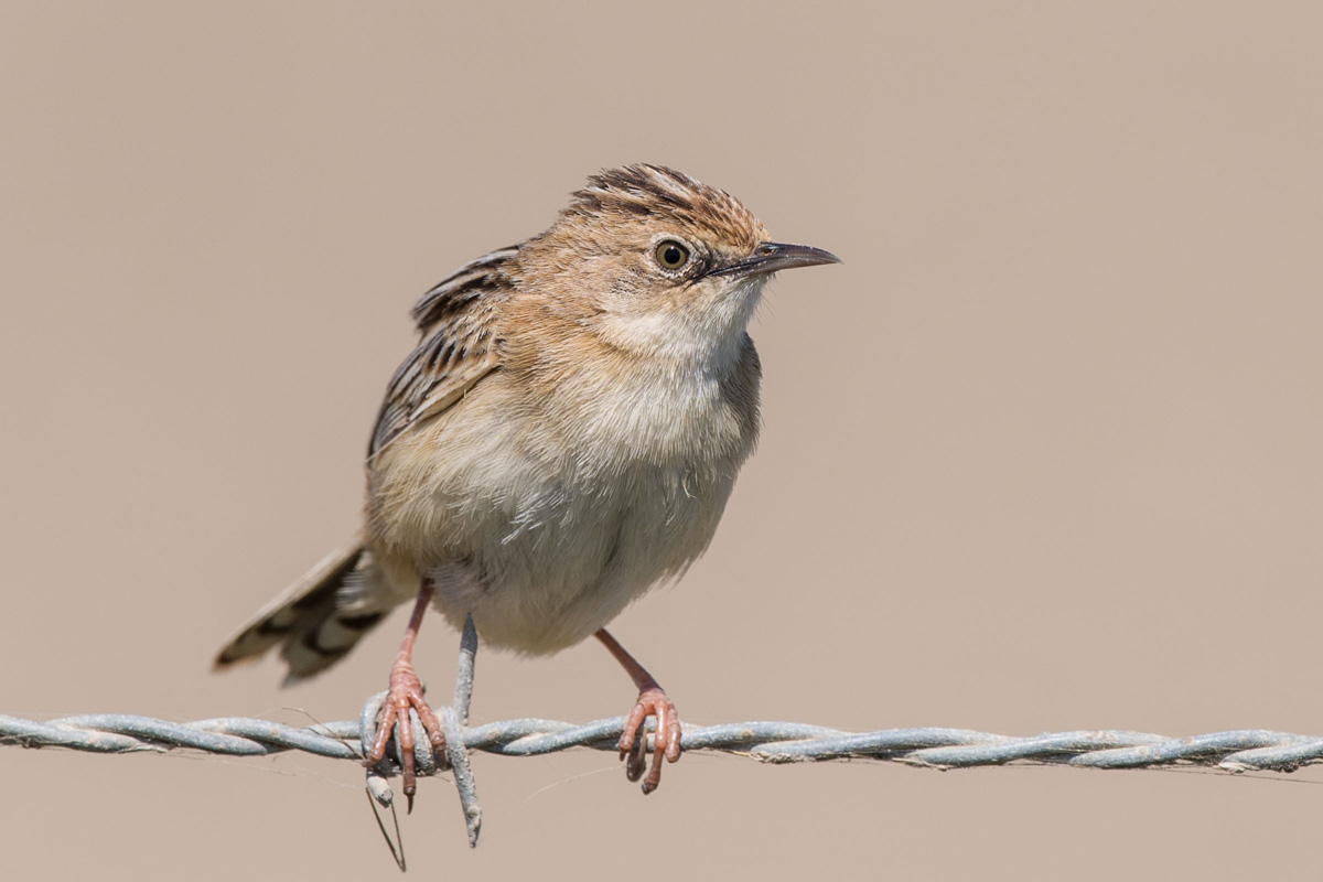 Zitting Cisticola