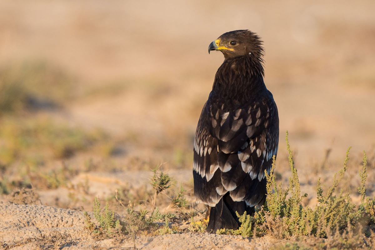 Greater Spotted Eagle