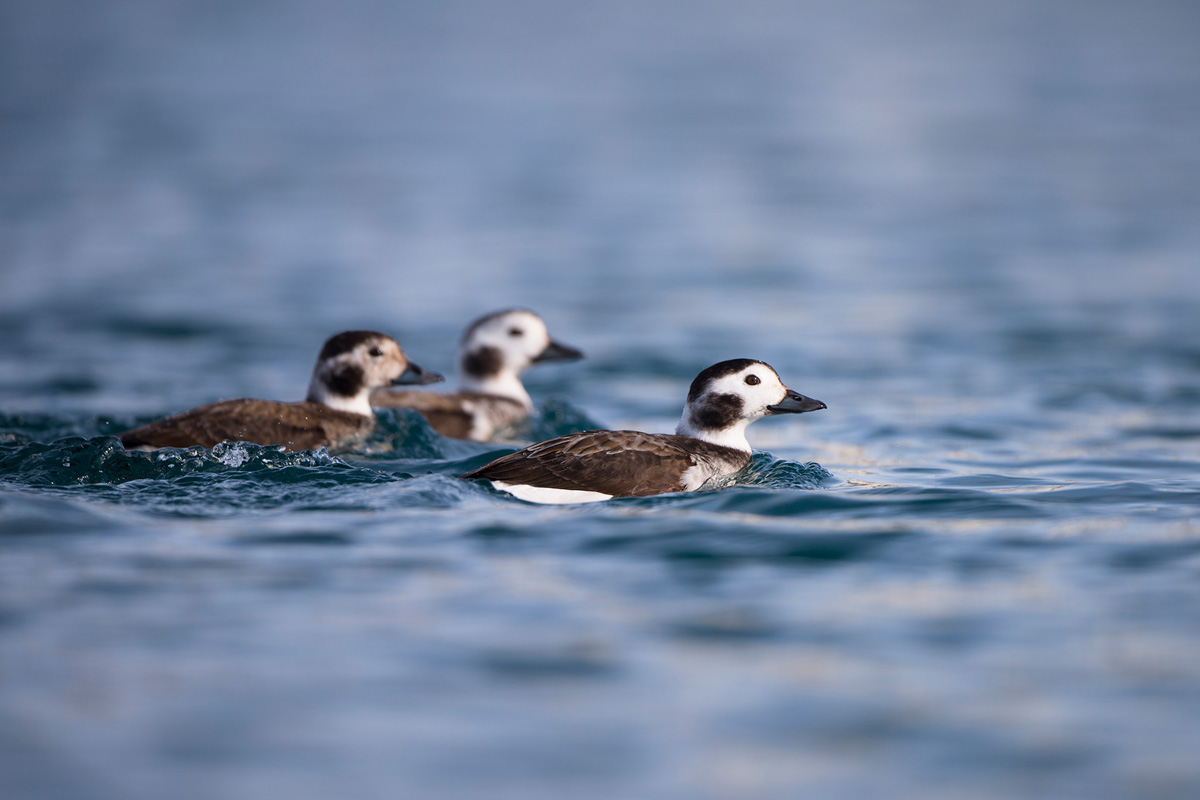 Long-tailed Ducks