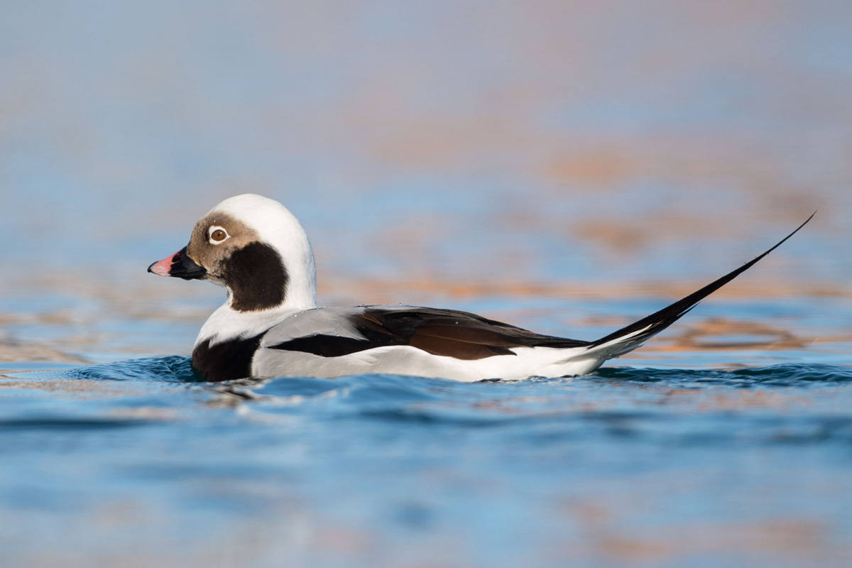 Long-tailed Duck