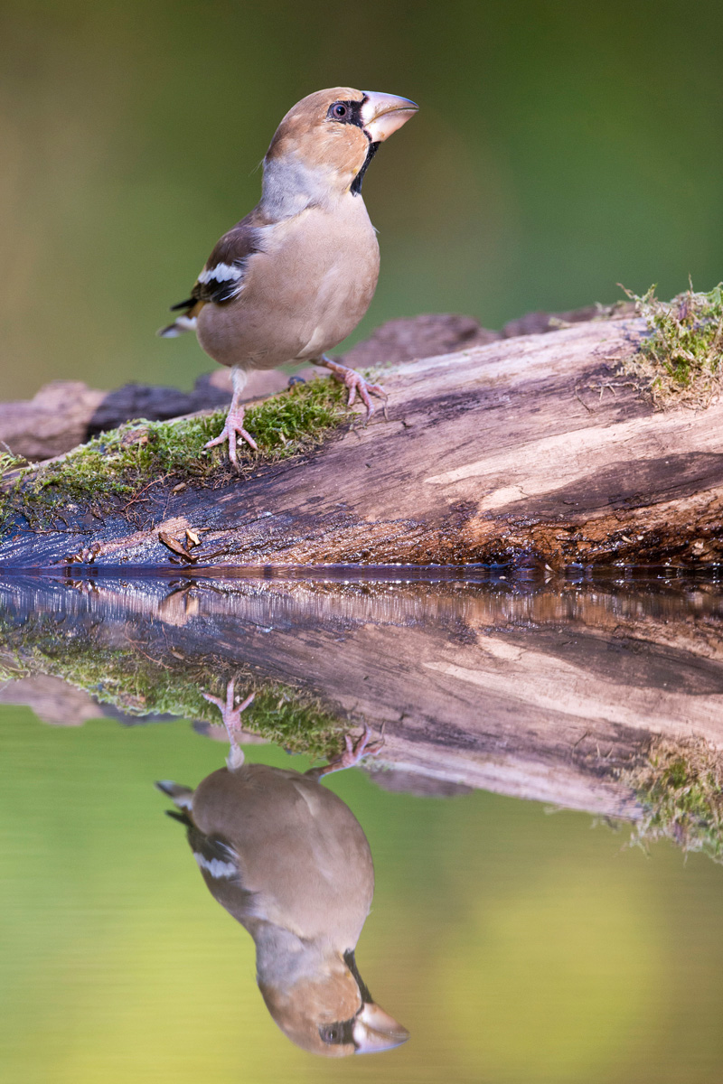 Hawfinch