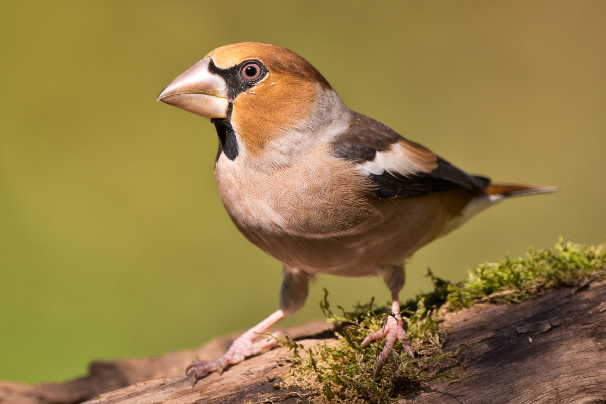 Hawfinch