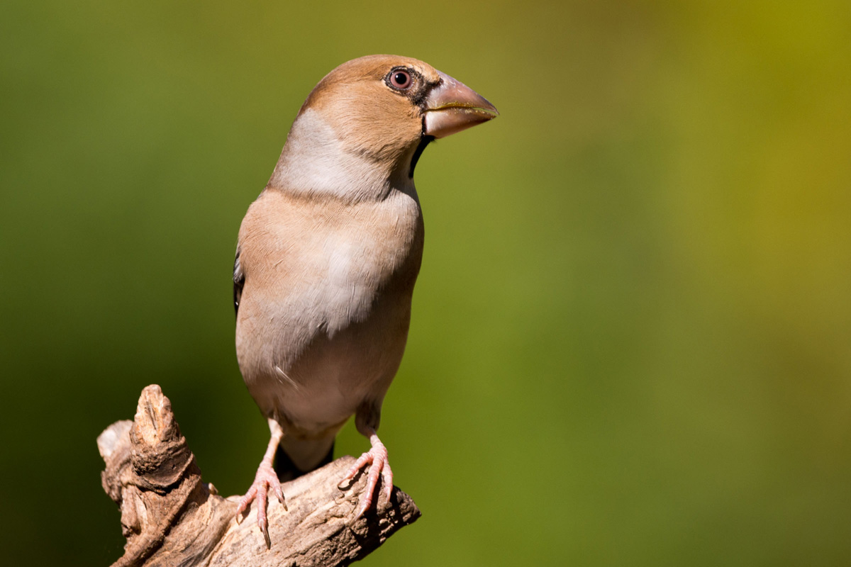 Hawfinch