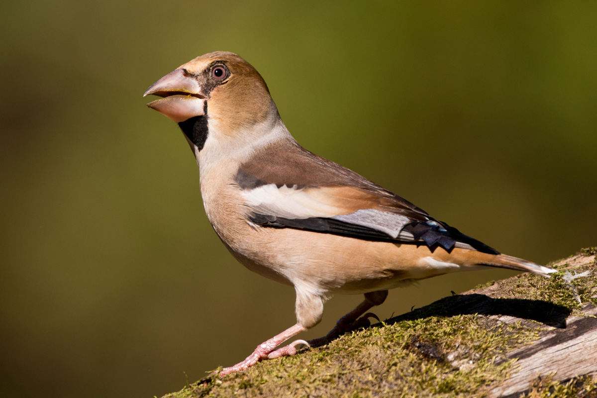 Hawfinch