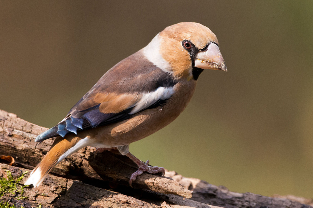 Hawfinch