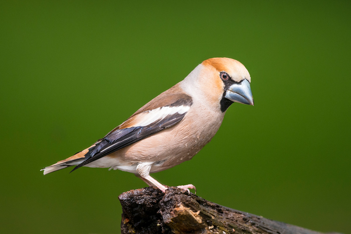 Hawfinch