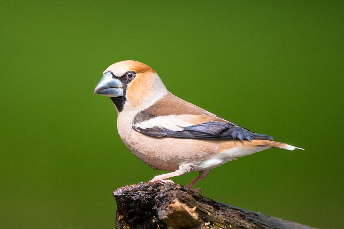 Hawfinch
