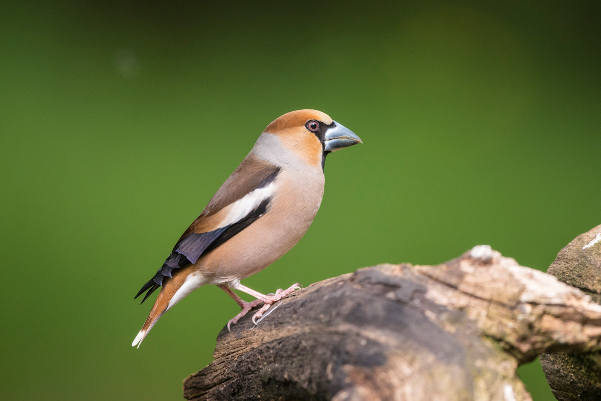 Hawfinch