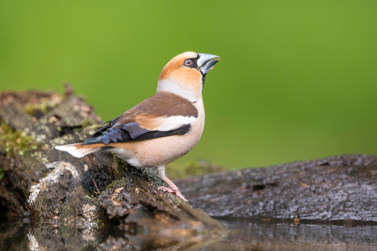 Hawfinch