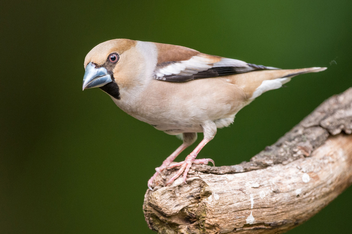 Hawfinch