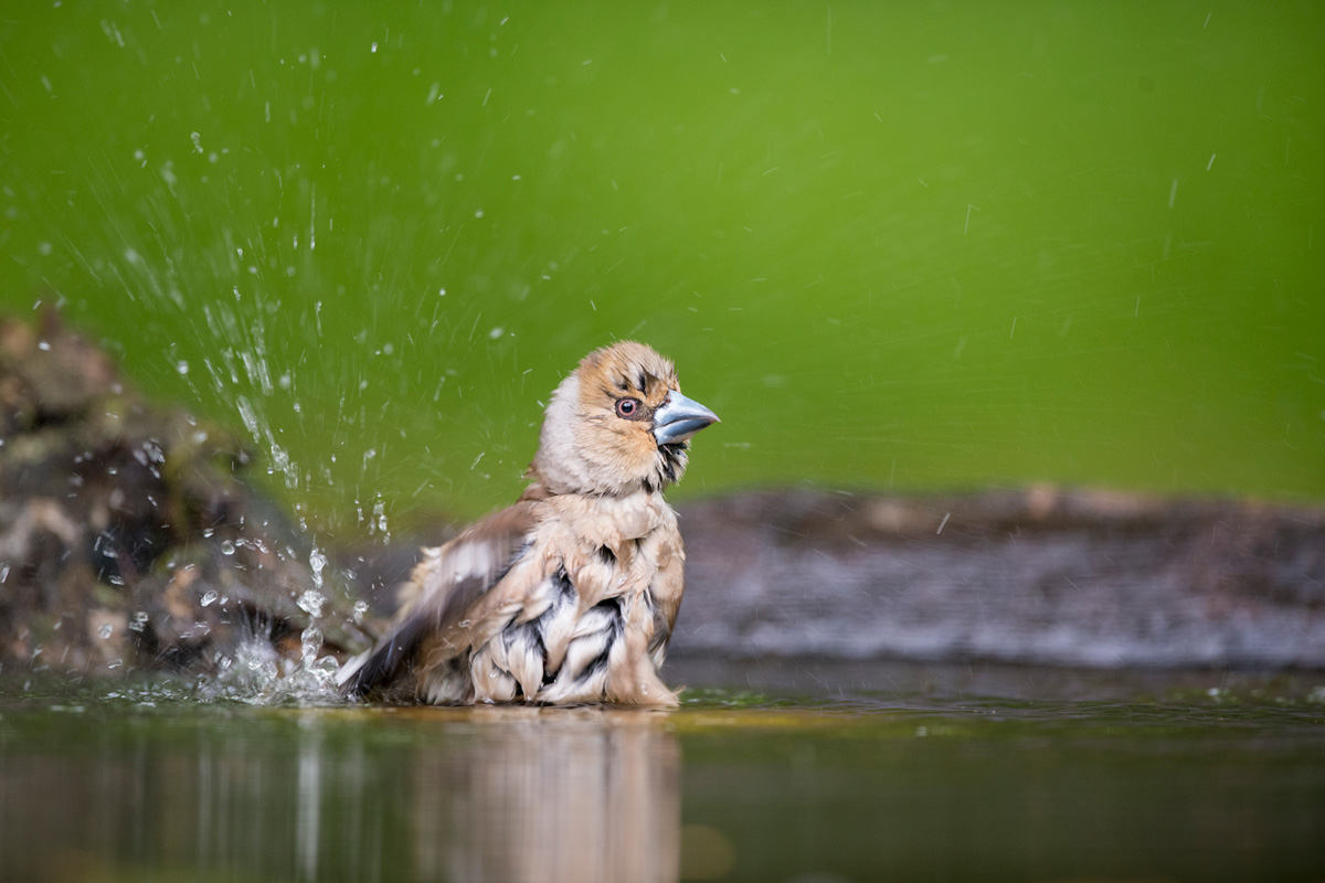 Hawfinch