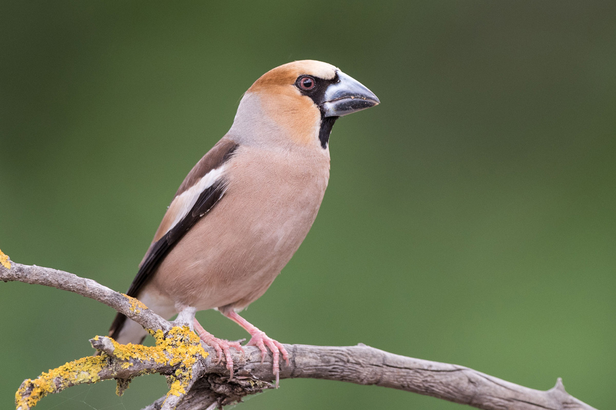 Hawfinch