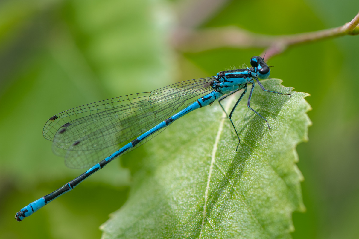 Azure Damselfly