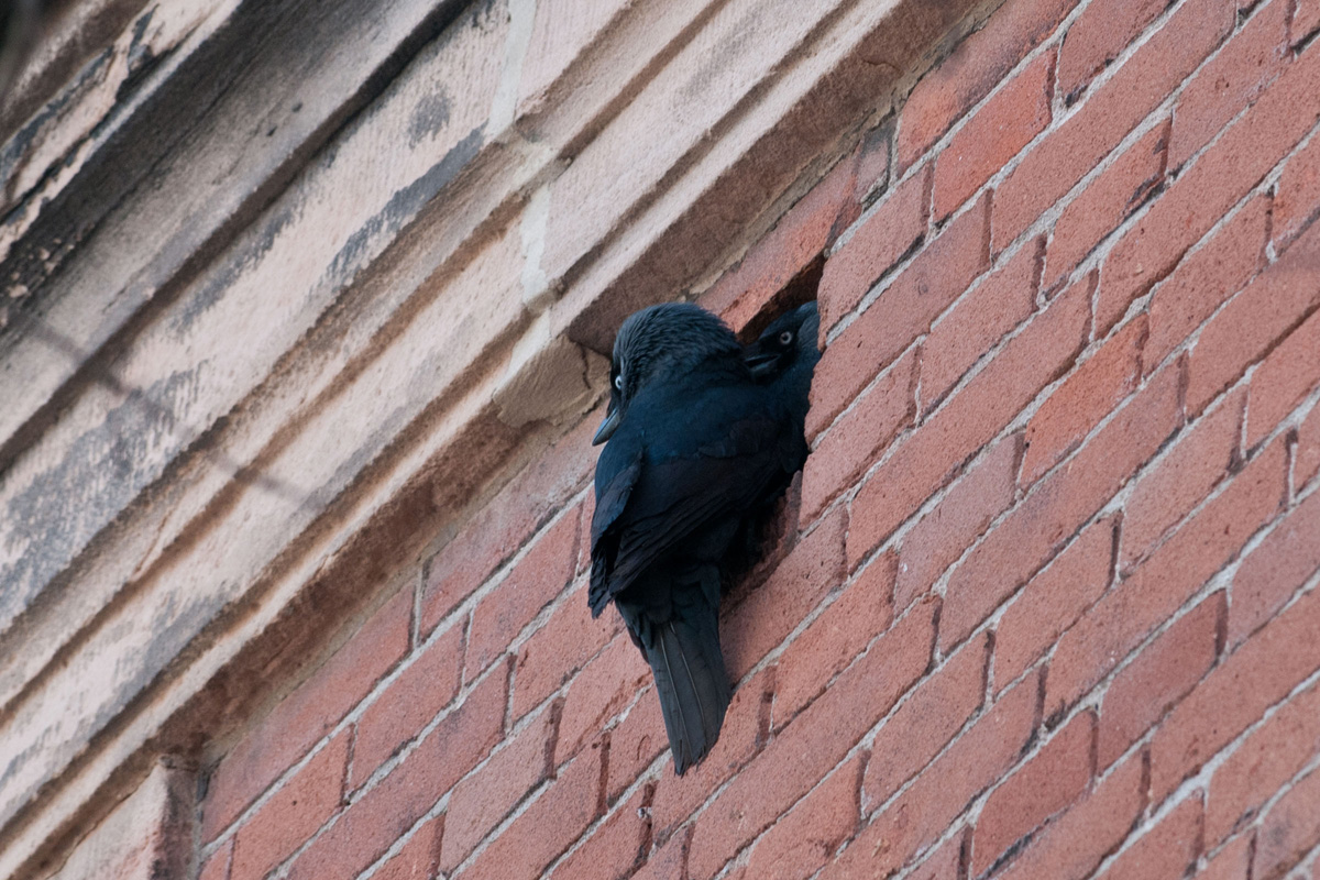 Western Jackdaw