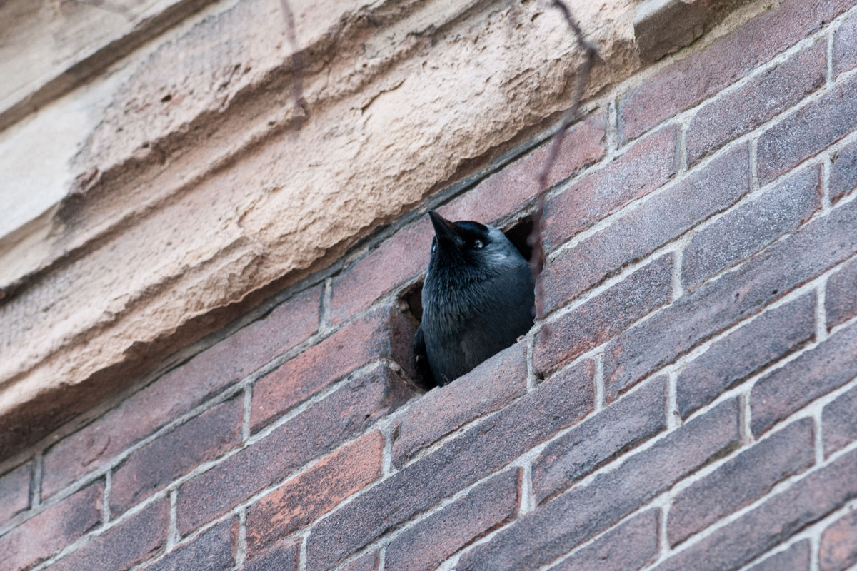 Western Jackdaw