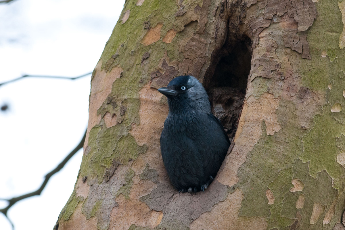 Western Jackdaw