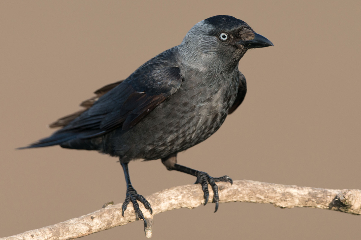 Western Jackdaw