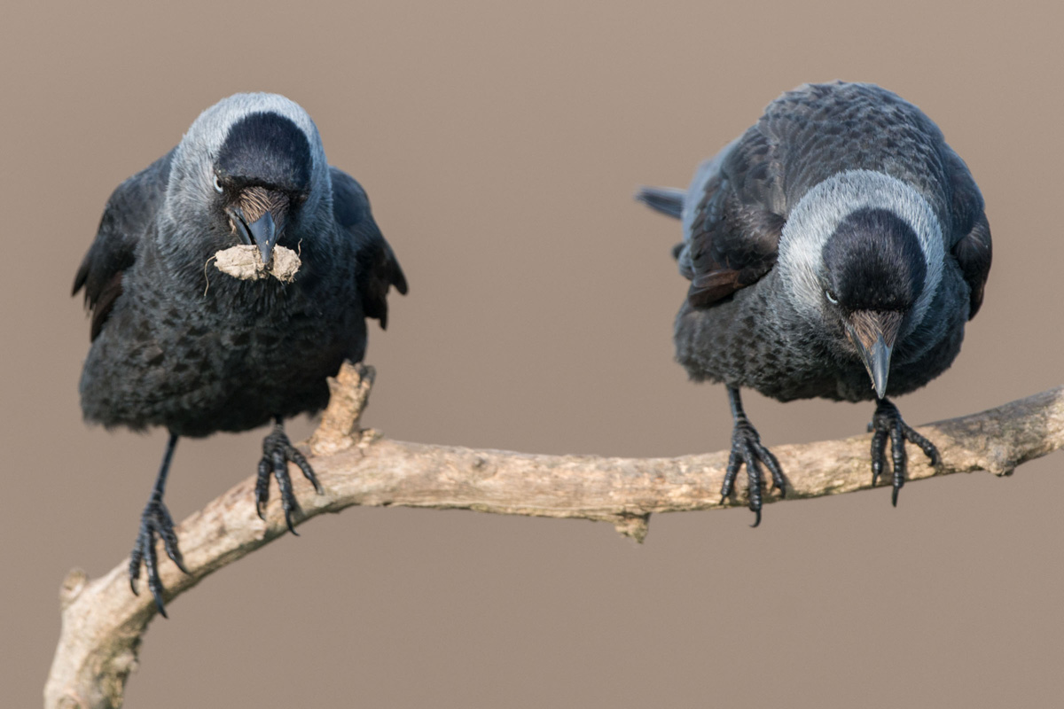 Western Jackdaw