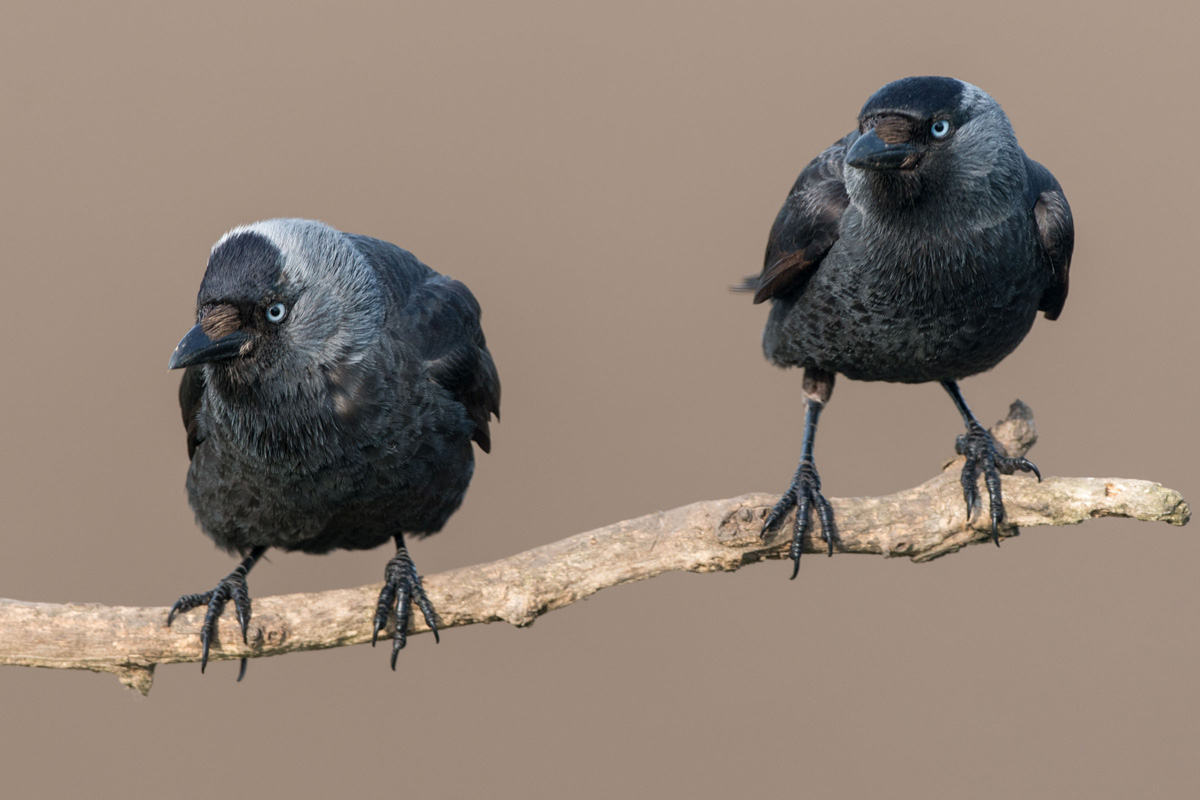 Western Jackdaw