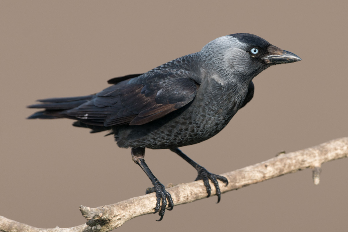 Western Jackdaw