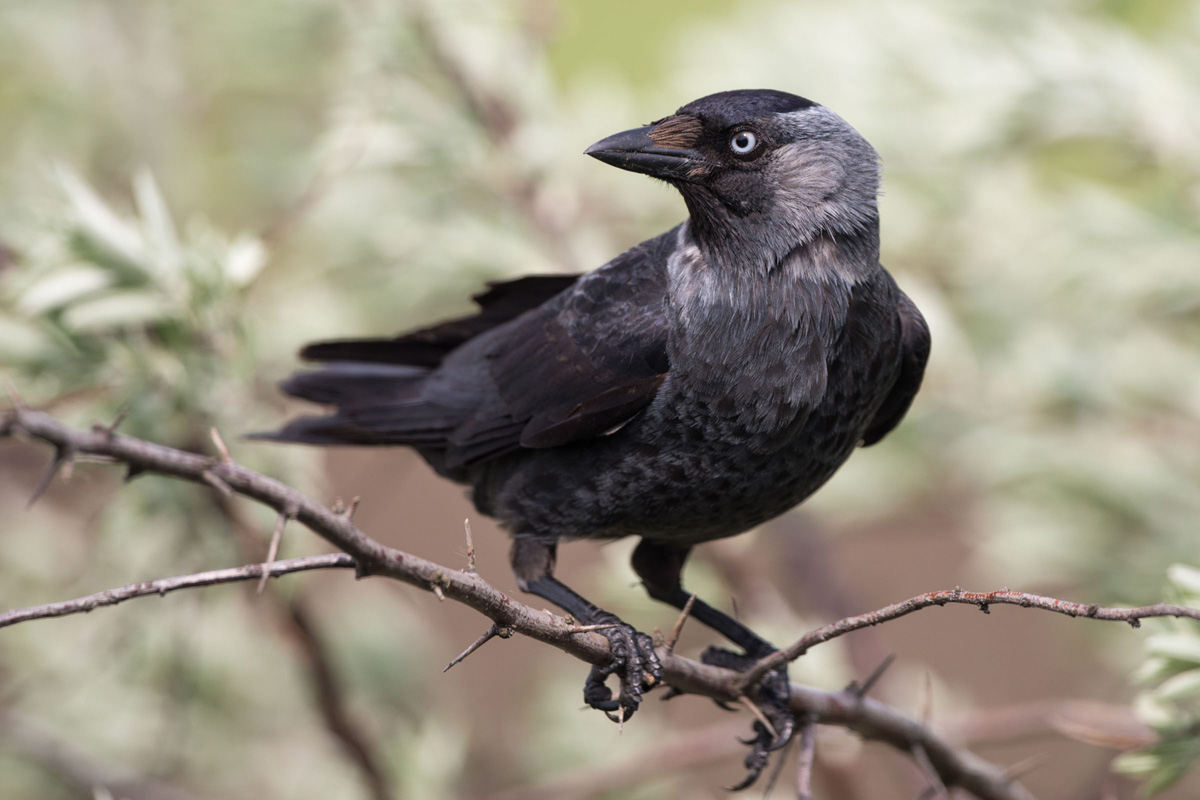 Western Jackdaw