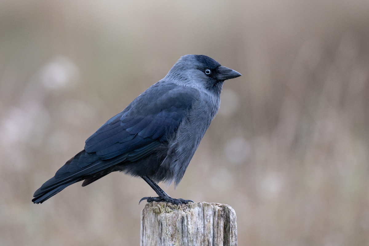 Western Jackdaw