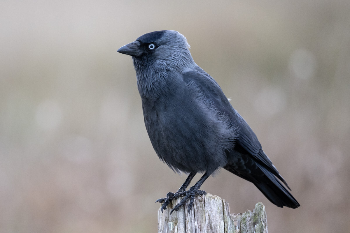 Western Jackdaw