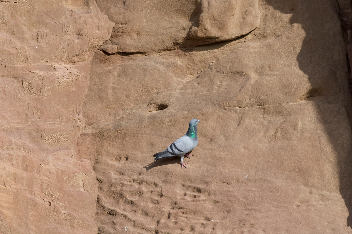 Rock Dove