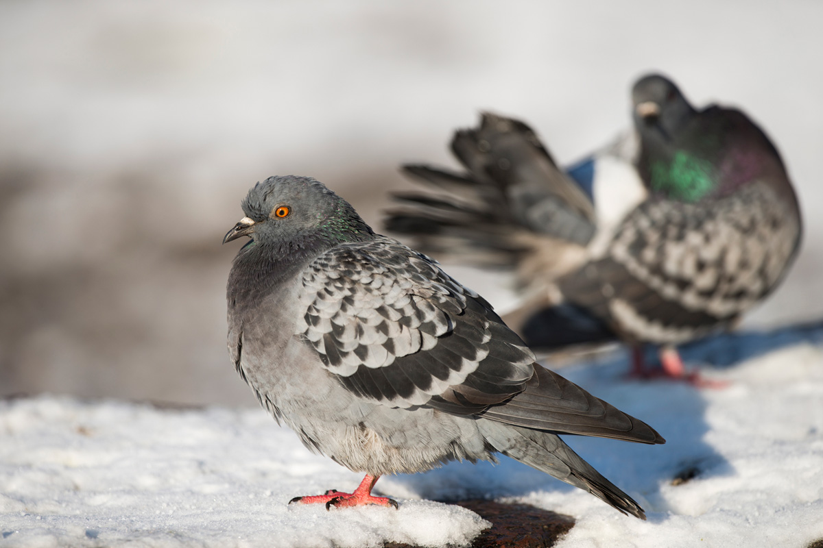 Feral Pigeon