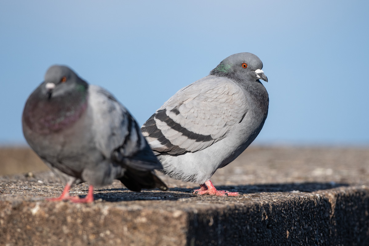 Feral Pigeon