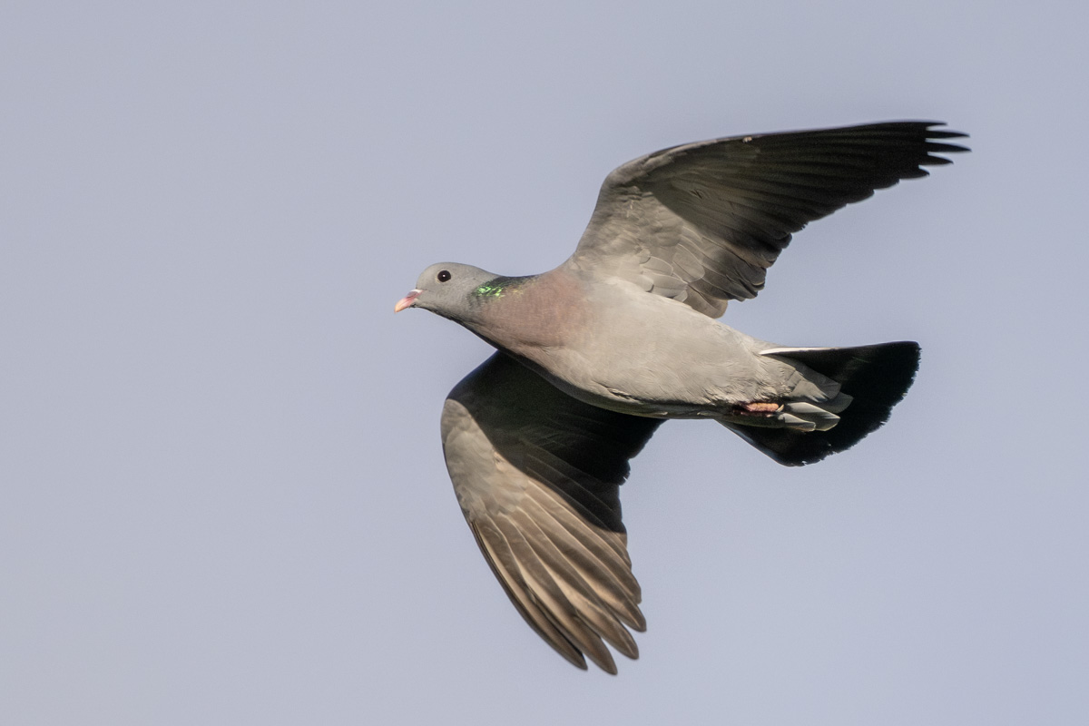 Stock Dove