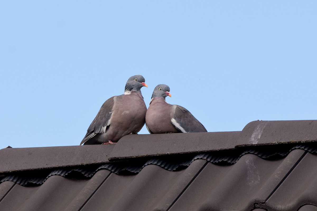 Common Wood Pigeon