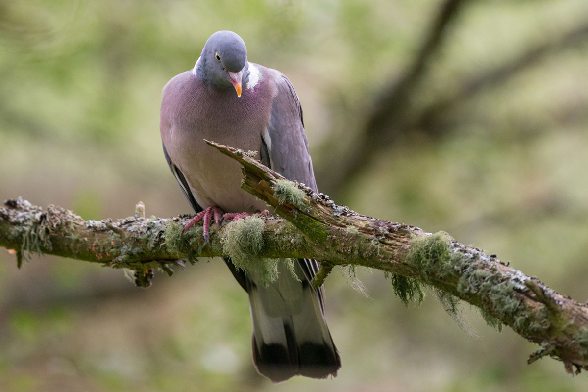 Common Wood Pigeon
