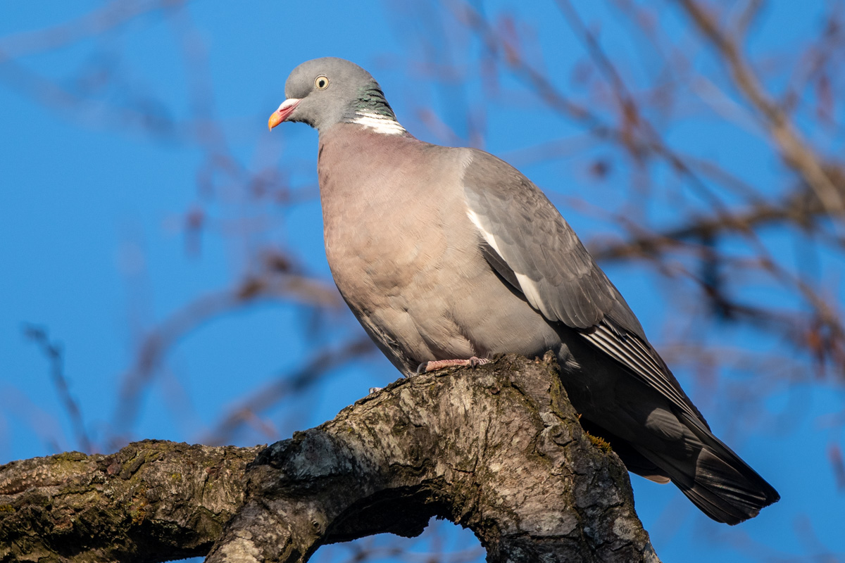 Common Wood Pigeon