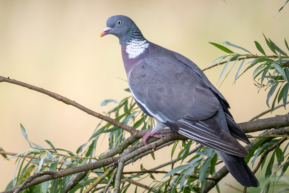 Common Wood Pigeon