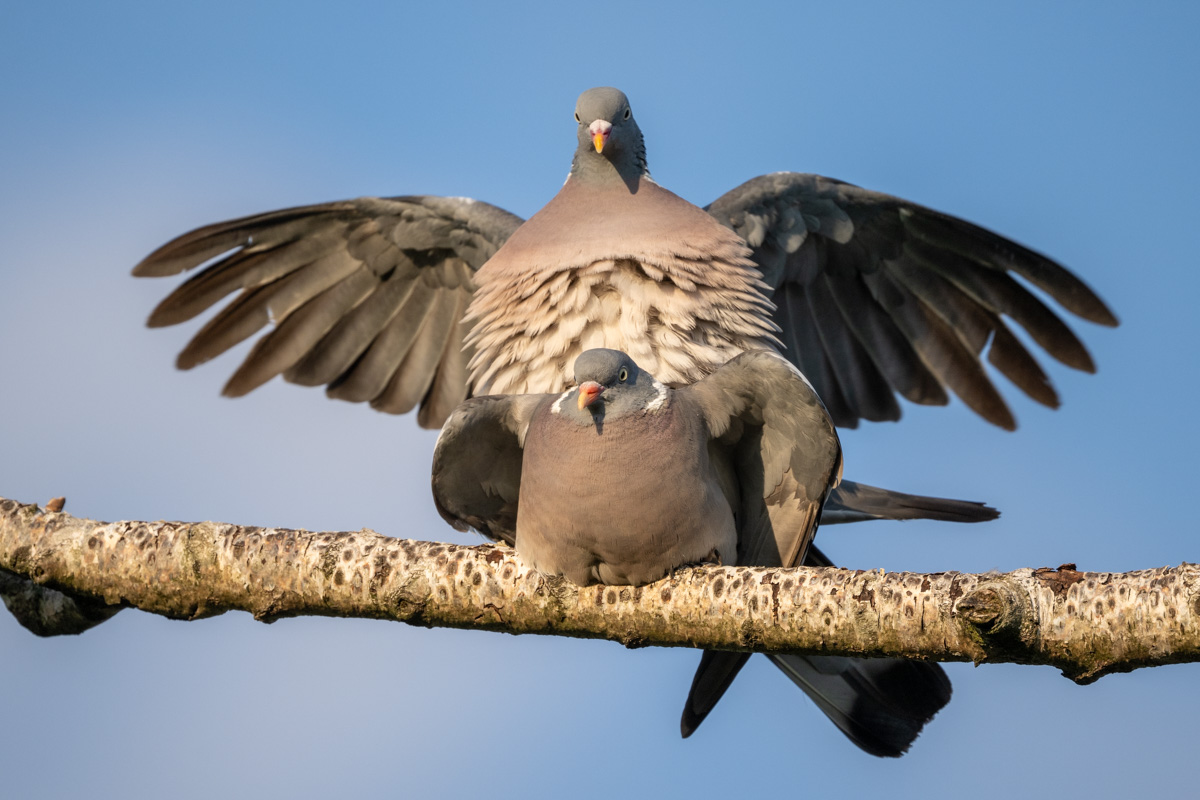 Common Wood Pigeon Common Wood Pigeon