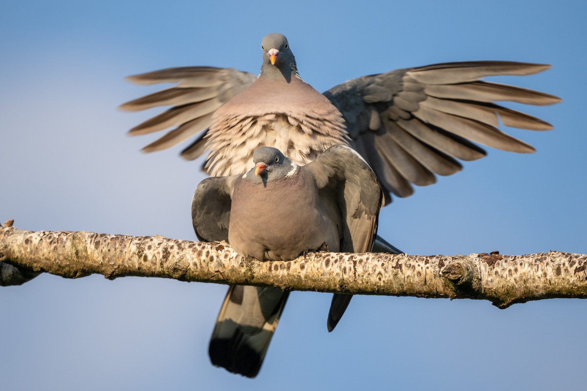 Common Wood Pigeon Common Wood Pigeon