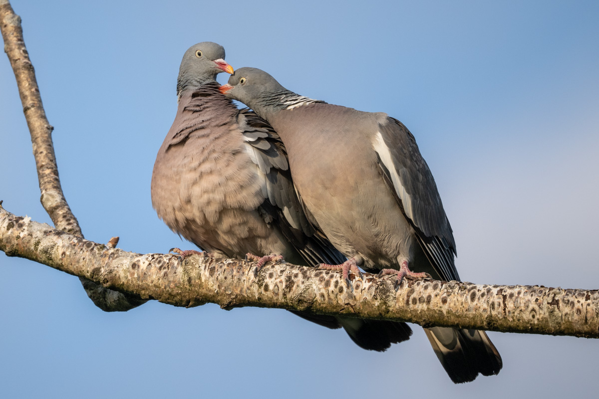 Common Wood Pigeon Common Wood Pigeon