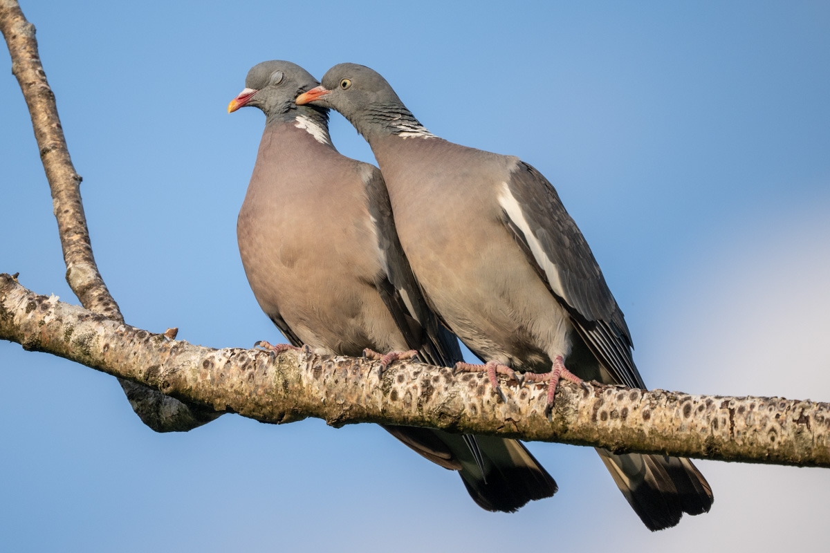 Common Wood Pigeon Common Wood Pigeon