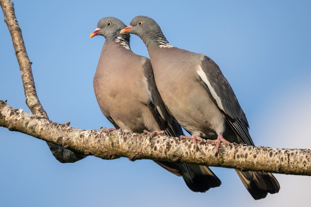 Common Wood Pigeon Common Wood Pigeon