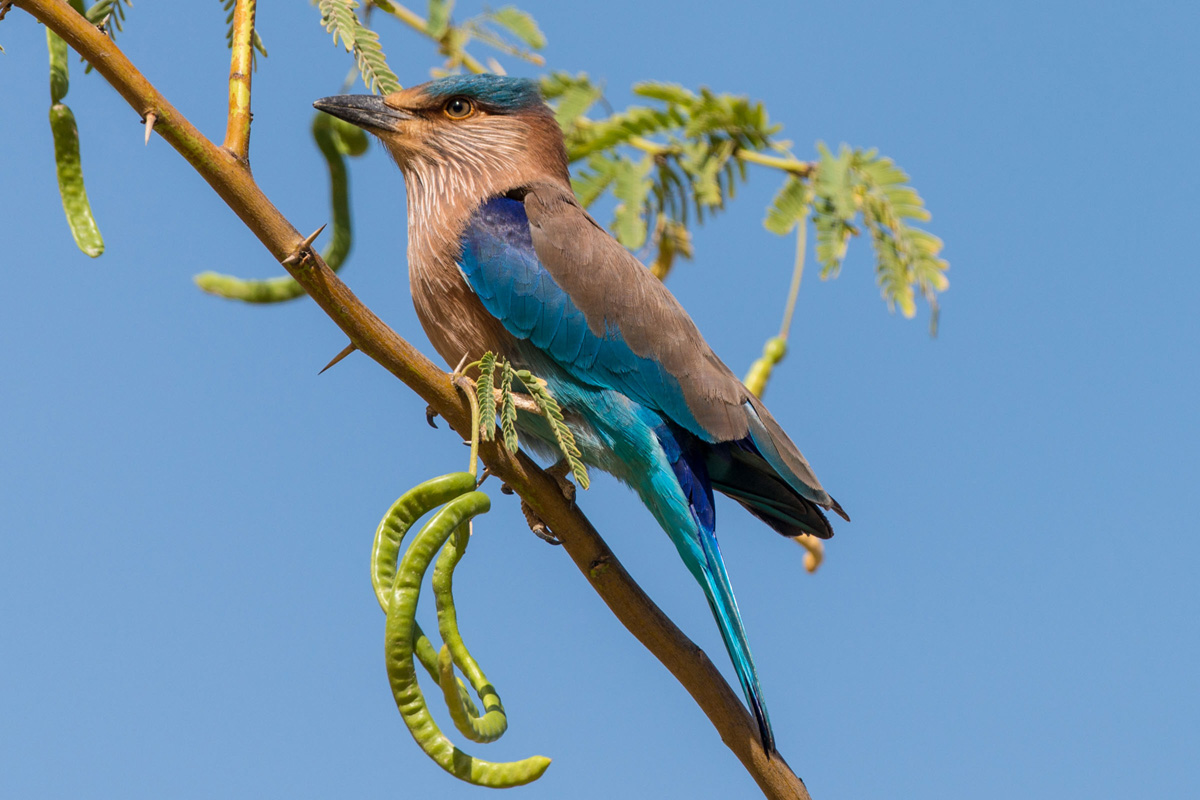 Indian Roller