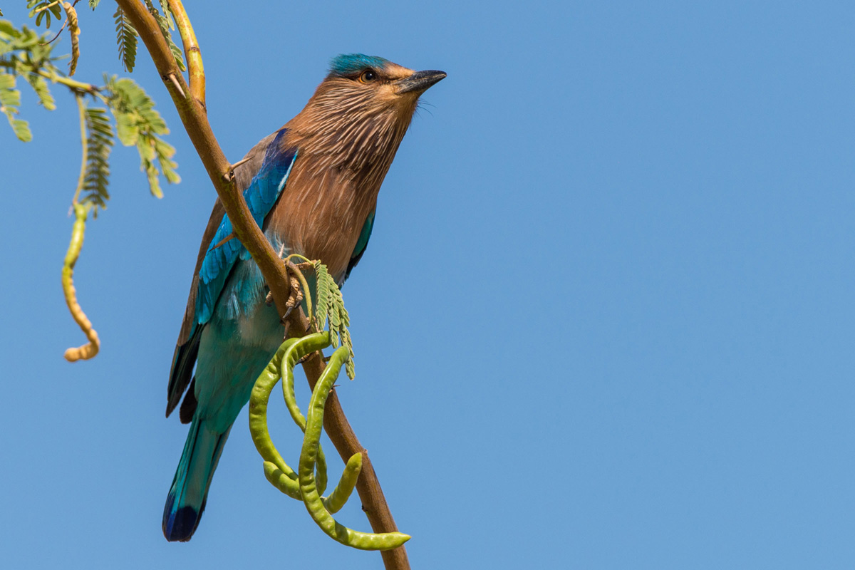 Indian Roller