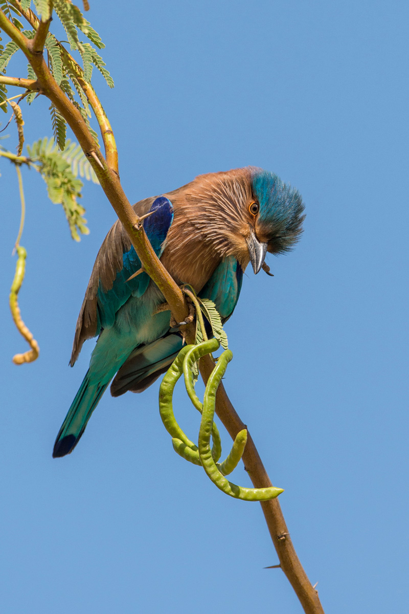 Indian Roller