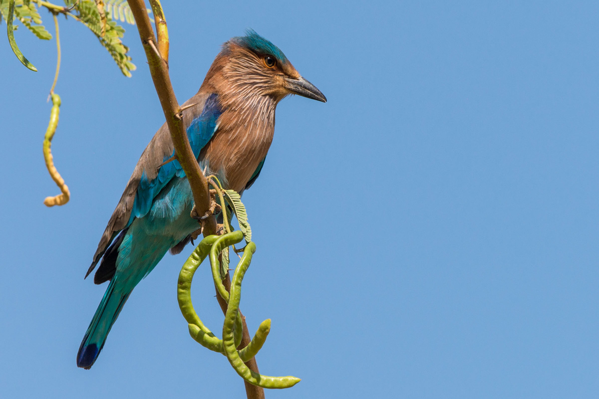 Indian Roller