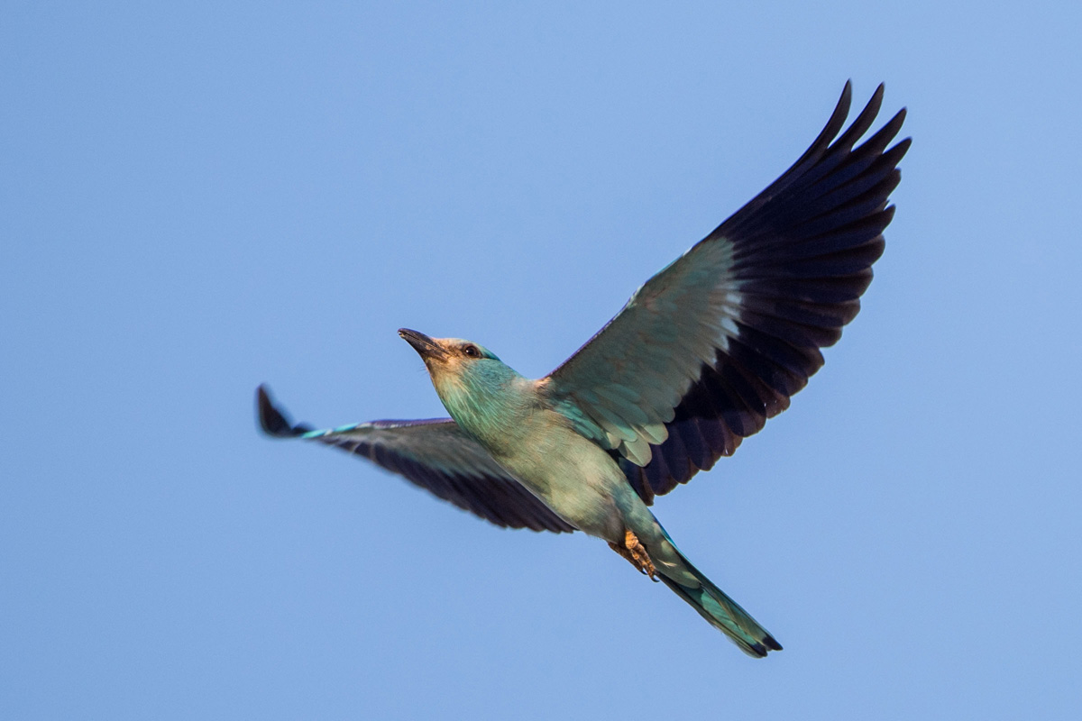 European Roller