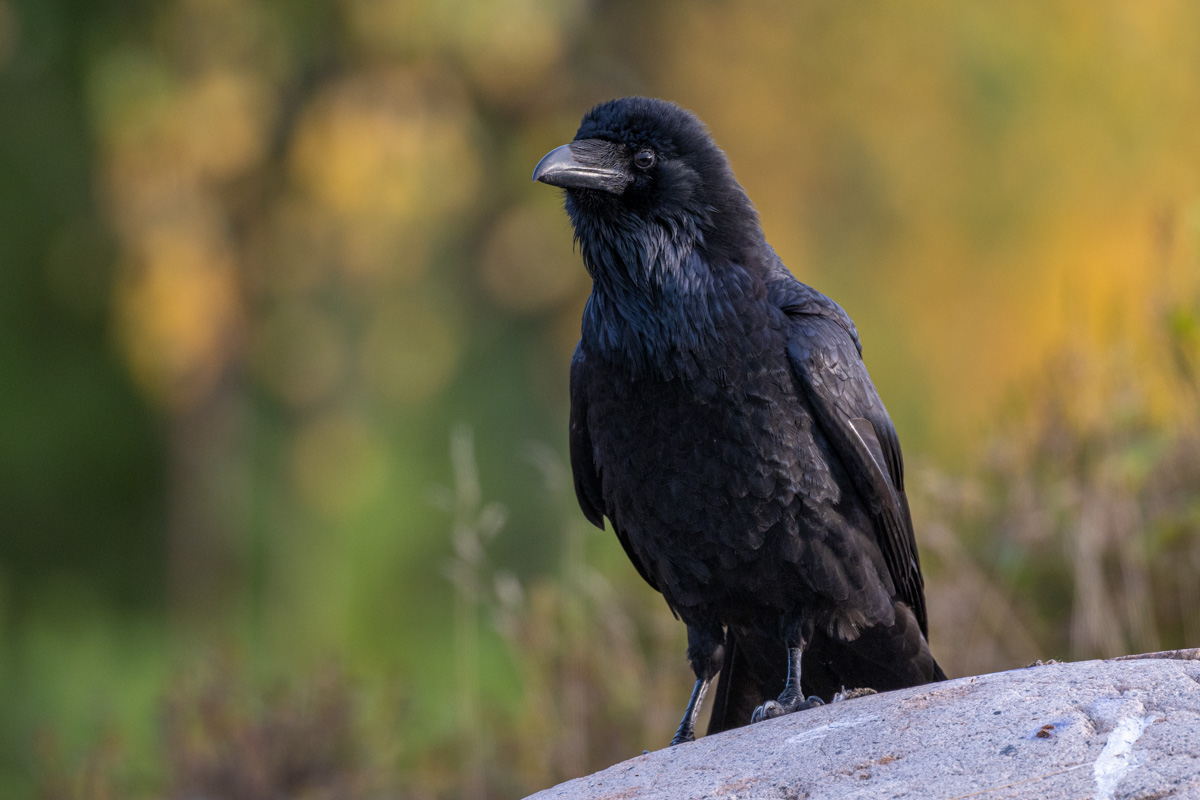Northern Raven