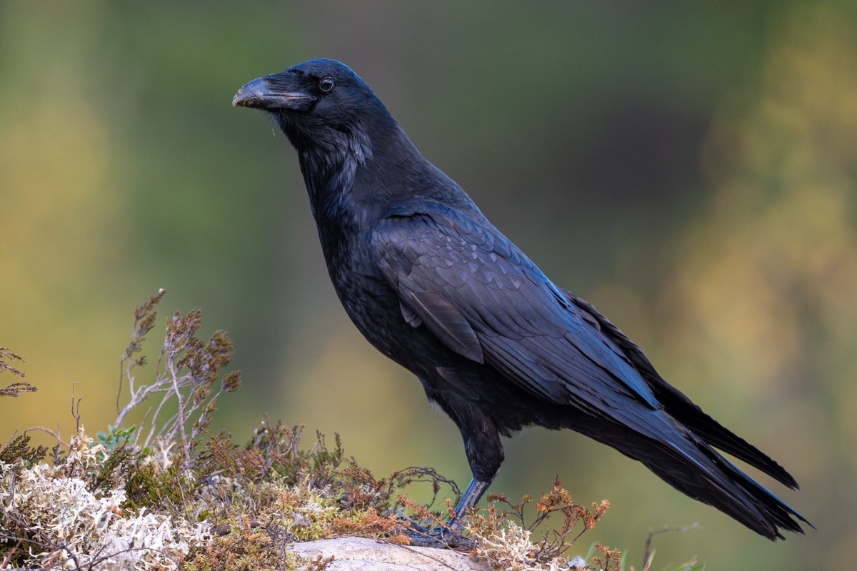 Northern Raven