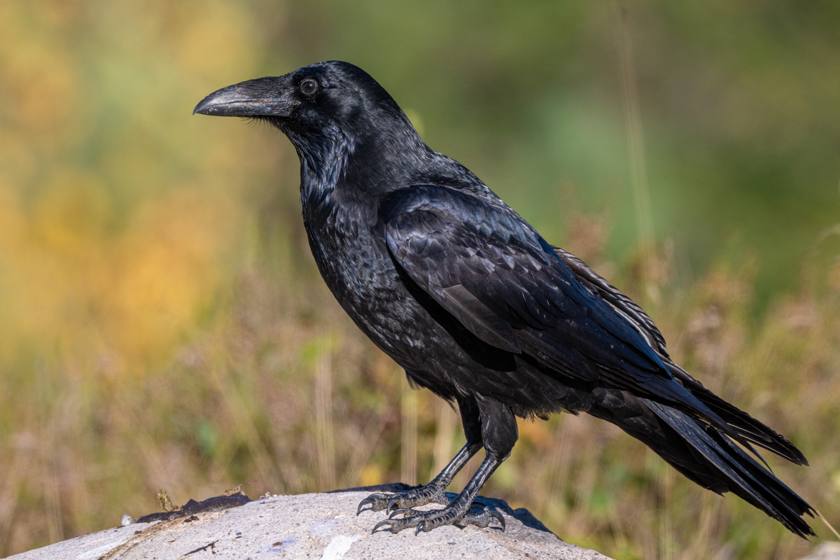 Northern Raven