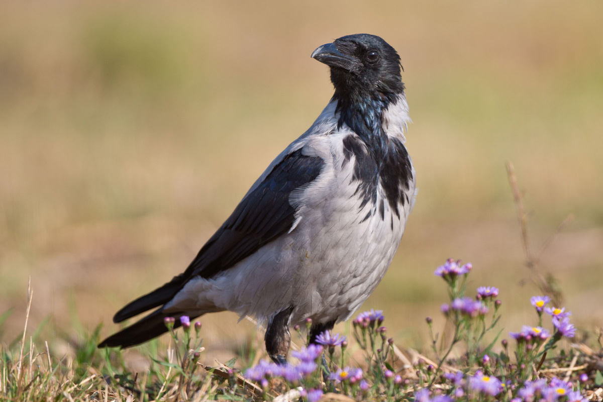 Hooded Crow