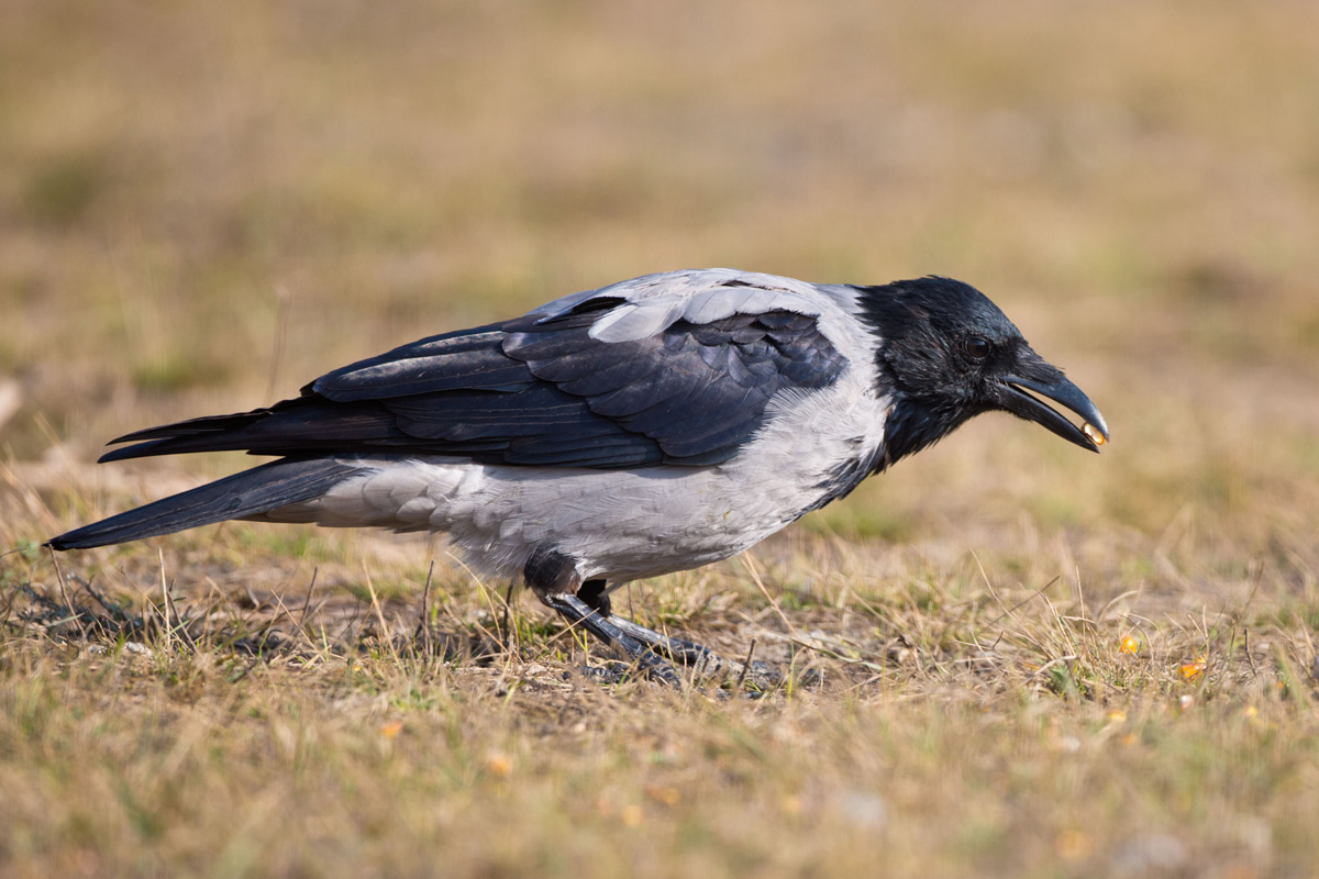Hooded Crow